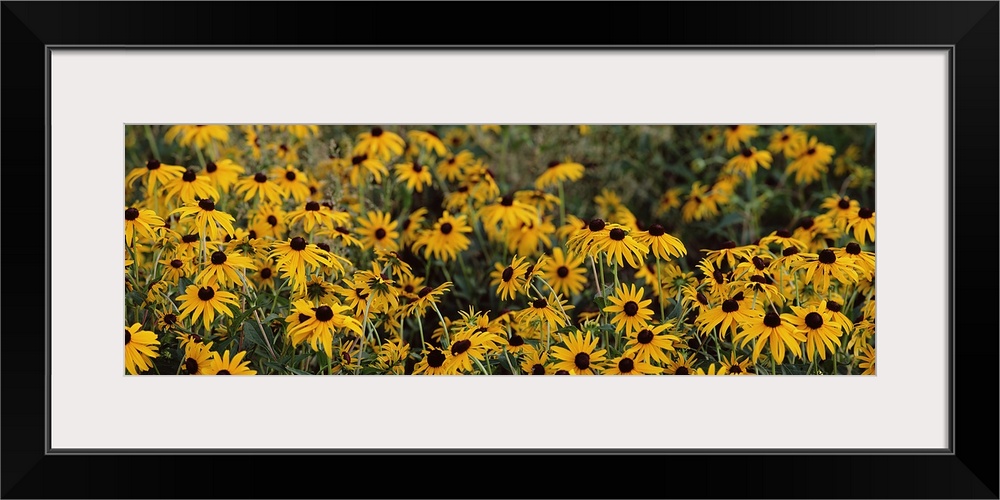 Blackeyed Susans (Rudbekla hirta), Florida