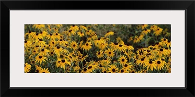 Black eyed Susan (Rudbeckia hirta) growing in a field, Florida