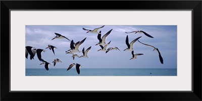 Black skimmers (Rynchops niger) flying over the beach, Nokomis Beach, Casey Key, Nokomis, Sarasota County, Florida,