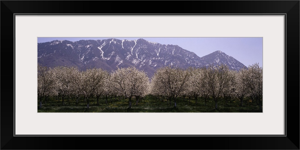 Blooming Apple Trees Wasatch Mountains Santaquin UT