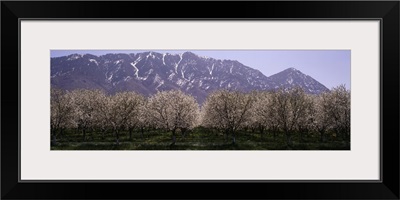 Blooming Apple Trees Wasatch Mountains Santaquin UT