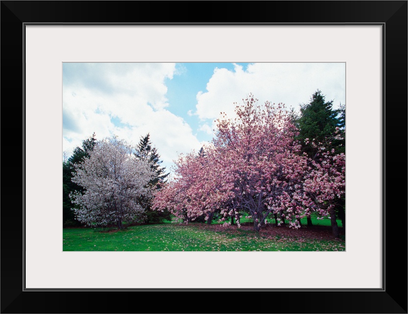 Blooming star and saucer magnolia trees, New York