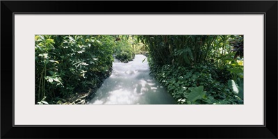 Blue Hole Gardens River, Tropical Foliage, Negril, Jamaica