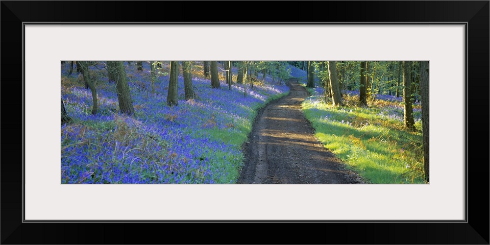 Bluebell flowers along a dirt road in a forest, Gloucestershire, England