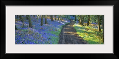 Bluebell flowers along a dirt road in a forest, Gloucestershire, England