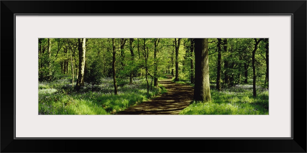 Bluebell Wood Yorkshire England