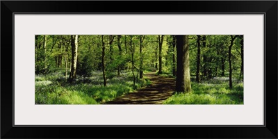 Bluebell Wood Yorkshire England