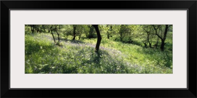 Bluebell Woodland Highlands Scotland