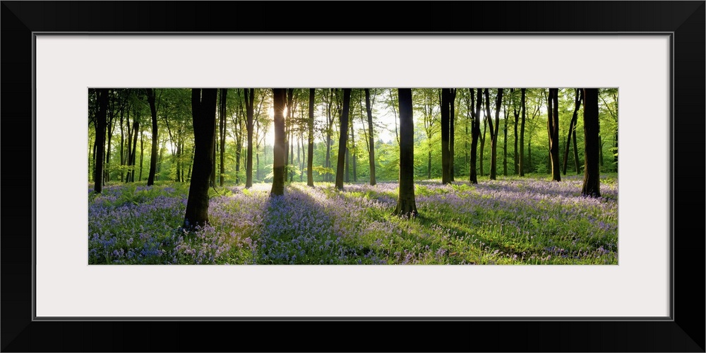 Bluebells growing in a forest in the morning, Micheldever, Hampshire, England