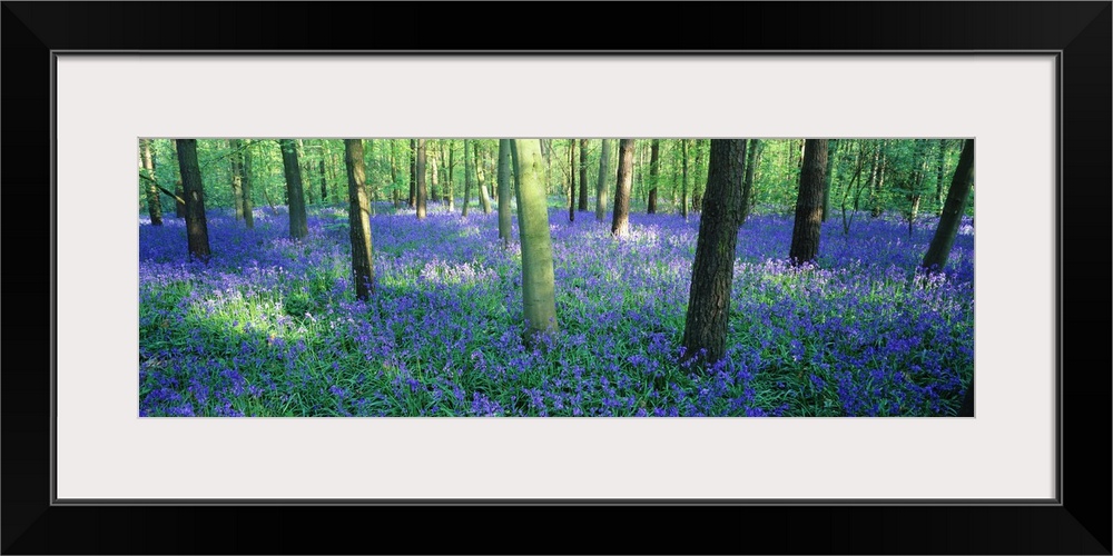 Giant, horizontal photograph of a forest of bluebell flowers surrounding many trees in Charfield, Gloucestershire, England.