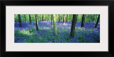 Bluebells in a forest, Charfield, Gloucestershire, England