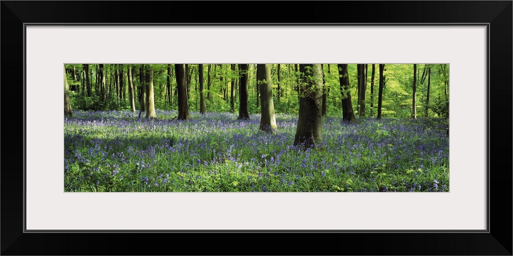 Panoramic photograph taken of a woodland in the United Kingdom that is packed with a sea of flowers covering the ground.