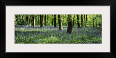 Bluebells in a forest, Micheldever Wood, Hampshire, England