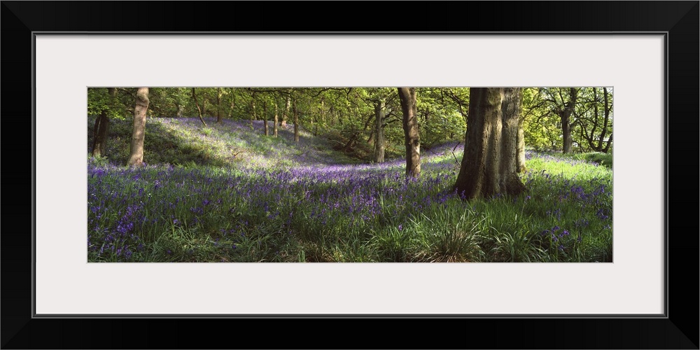 Bluebells in a forest, Newton Wood, Texas