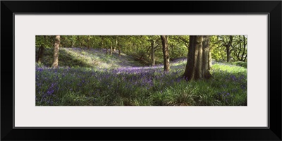 Bluebells in a forest, Newton Wood, Texas