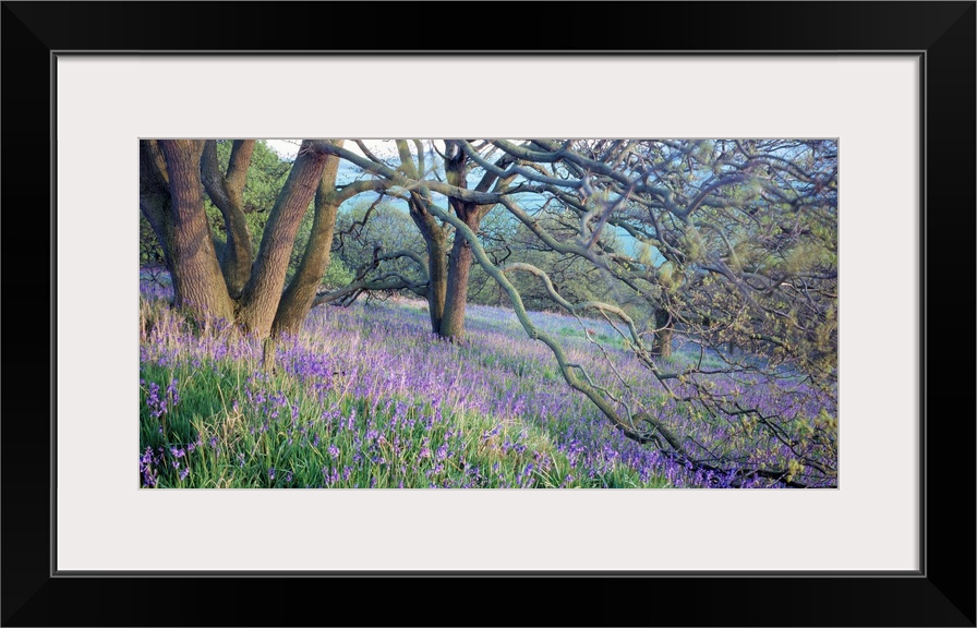 Panoramic photo of bluebell flowers sprinkled through the countryside in the midst of forked trees.