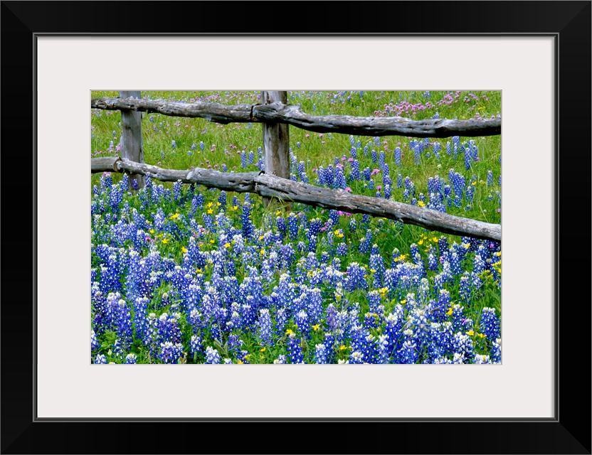 This wall art for the home or office is a landscape photograph of the bottom of the fence in a field of wild flowers.