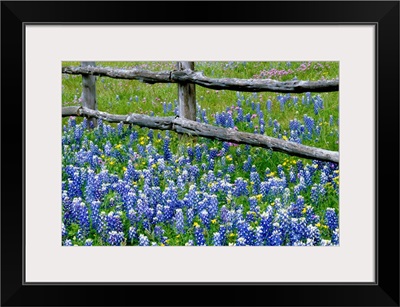Bluebonnet flowers blooming around weathered wood fence, Texas