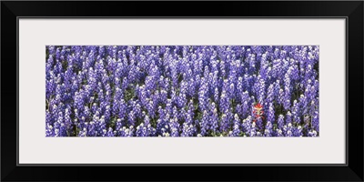 Bluebonnets Lone Indian Paintbrush Texas Hill Country TX