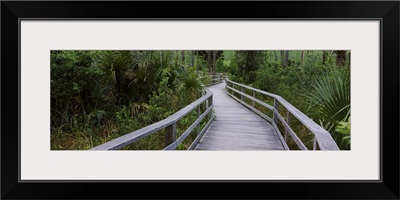 Boardwalk passing through a forest, Corkscrew Swamp Sanctuary, Naples, Florida