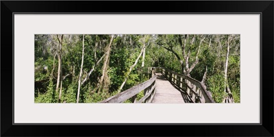 Boardwalk passing through a forest Lettuce Lake Park Tampa Hillsborough County Florida