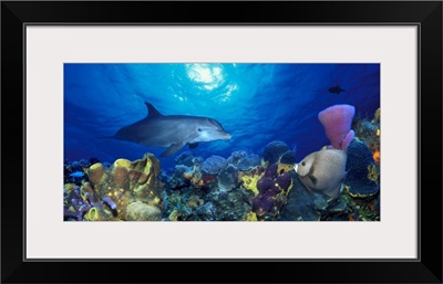 Bottle Nosed dolphin (Tursiops truncatus) and Gray angelfish (Pomacanthus arcuatus) on coral reef in the sea