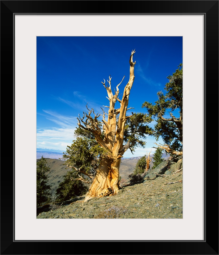 Bristle Cone Pine in side of hill, California