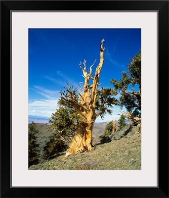 Bristle Cone Pine in side of hill, California