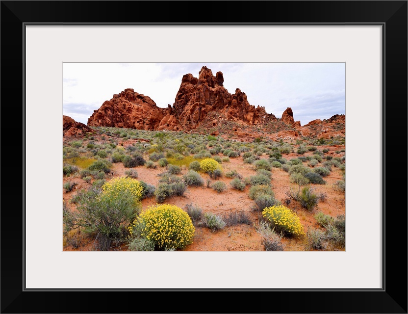 Brittlebush and sandstone formations in a desert, Valley of Fire State Park, Nevada