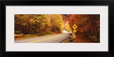 Brown Bear sitting next to fall road VT