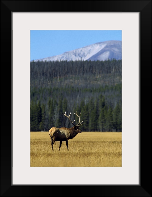 Vertical photograph on a big canvas of an elk with large antlers, standing in a grassy, golden field.  A dense hillside of...