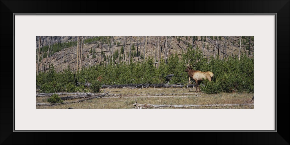 Bull Elk Yellowstone National Park WY