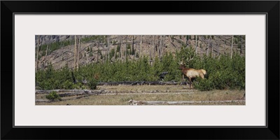 Bull Elk Yellowstone National Park WY