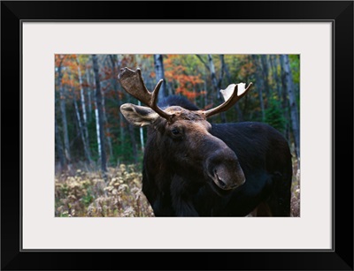 Bull moose (Alces alces) at edge of forest.