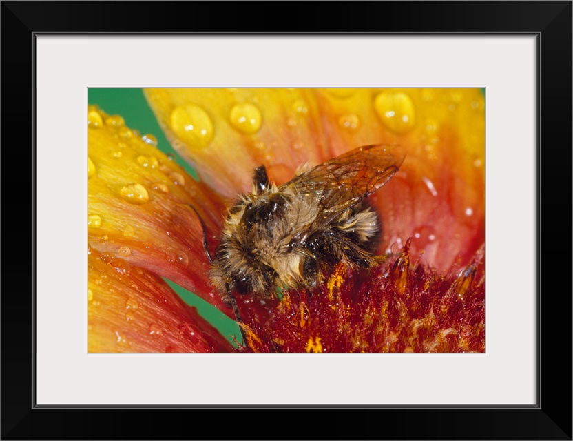 Bumble bee on flower blossom in rain, close up.