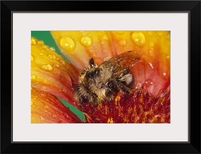 Bumble bee on flower blossom in rain, close up.