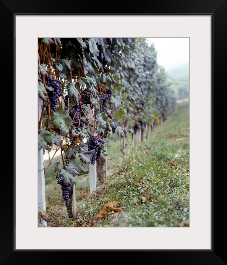 Bunches of grapes growing in a vineyard, Barbaresco DOCG, Piedmont, Italy