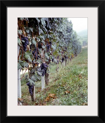 Bunches of grapes growing in a vineyard, Barbaresco DOCG, Piedmont, Italy