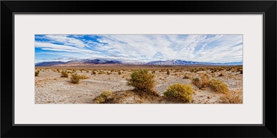 Bushes in a desert, Death Valley, Death Valley National Park, California