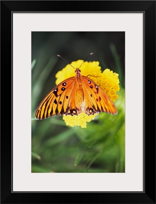 Butterfly On Blooming Flower