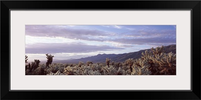 Cacti in a field, Joshua Tree National Park, California