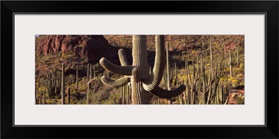 Cacti on a landscape Organ Pipe Cactus National Monument Arizona