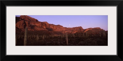 Cacti on a landscape Organ Pipe Cactus National Monument Arizona