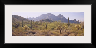 Cactus in a park, Diaz Spire, Organ Pipe Cactus National Monument, Arizona