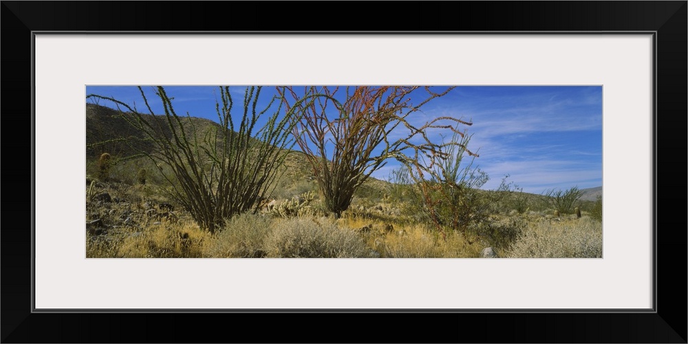 Cactus on a landscape, Anza Borrego Desert State Park, California