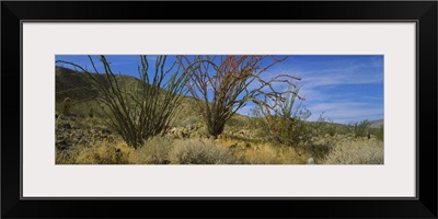 Cactus on a landscape, Anza Borrego Desert State Park, California