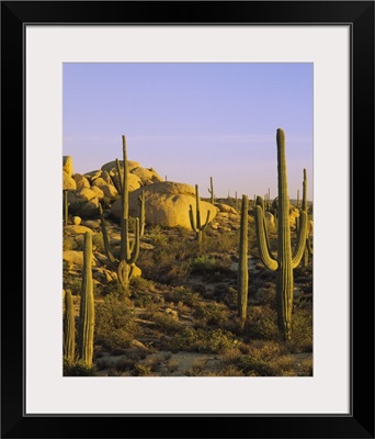 Cactus on a landscape, Tonto National Forest, Maricopa County, Arizona