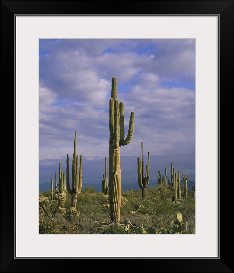 Cactus on a landscape, Tonto National Forest, Maricopa County, Arizona