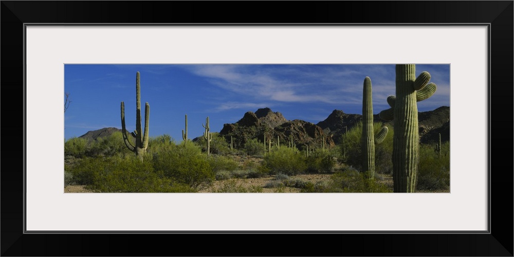 Cactus plant on a landscape, Sonoran Desert, Organ Pipe Cactus National Monument, Arizona