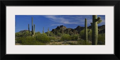 Cactus plant on a landscape, Sonoran Desert, Organ Pipe Cactus National Monument, Arizona